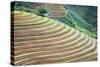 Vietnam . Rice paddies in the highlands of Sapa.-Tom Norring-Stretched Canvas