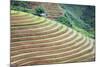 Vietnam . Rice paddies in the highlands of Sapa.-Tom Norring-Mounted Photographic Print