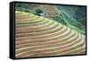 Vietnam . Rice paddies in the highlands of Sapa.-Tom Norring-Framed Stretched Canvas