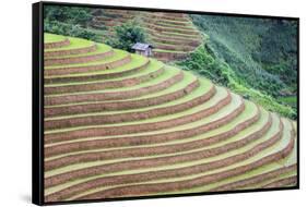 Vietnam . Rice paddies in the highlands of Sapa.-Tom Norring-Framed Stretched Canvas