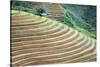 Vietnam . Rice paddies in the highlands of Sapa.-Tom Norring-Stretched Canvas