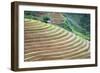 Vietnam . Rice paddies in the highlands of Sapa.-Tom Norring-Framed Photographic Print