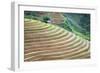 Vietnam . Rice paddies in the highlands of Sapa.-Tom Norring-Framed Photographic Print