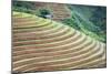 Vietnam . Rice paddies in the highlands of Sapa.-Tom Norring-Mounted Photographic Print