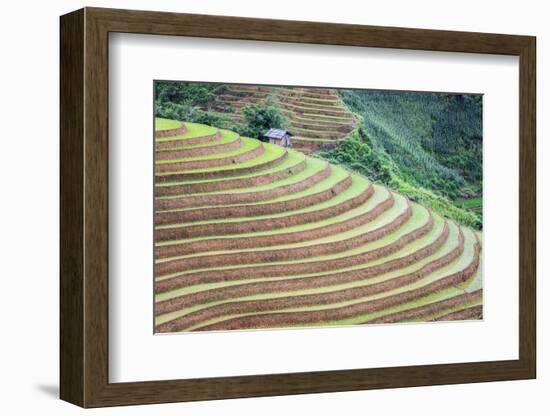 Vietnam . Rice paddies in the highlands of Sapa.-Tom Norring-Framed Photographic Print