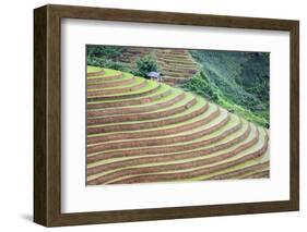 Vietnam . Rice paddies in the highlands of Sapa.-Tom Norring-Framed Photographic Print