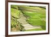 Vietnam . Rice paddies in the highlands of Sapa.-Tom Norring-Framed Photographic Print