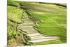 Vietnam . Rice paddies in the highlands of Sapa.-Tom Norring-Mounted Photographic Print