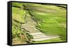 Vietnam . Rice paddies in the highlands of Sapa.-Tom Norring-Framed Stretched Canvas