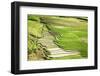 Vietnam . Rice paddies in the highlands of Sapa.-Tom Norring-Framed Photographic Print