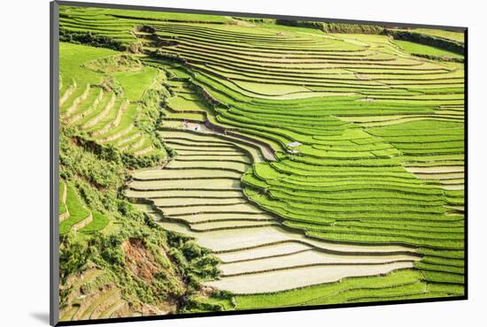 Vietnam . Rice paddies in the highlands of Sapa.-Tom Norring-Mounted Photographic Print