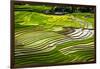 Vietnam . Rice paddies in the highlands of Sapa.-Tom Norring-Framed Photographic Print