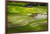 Vietnam . Rice paddies in the highlands of Sapa.-Tom Norring-Framed Photographic Print