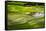 Vietnam . Rice paddies in the highlands of Sapa.-Tom Norring-Framed Stretched Canvas
