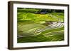 Vietnam . Rice paddies in the highlands of Sapa.-Tom Norring-Framed Photographic Print