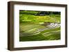 Vietnam . Rice paddies in the highlands of Sapa.-Tom Norring-Framed Photographic Print