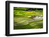 Vietnam . Rice paddies in the highlands of Sapa.-Tom Norring-Framed Photographic Print