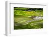 Vietnam . Rice paddies in the highlands of Sapa.-Tom Norring-Framed Photographic Print