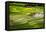 Vietnam . Rice paddies in the highlands of Sapa.-Tom Norring-Framed Stretched Canvas