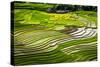 Vietnam . Rice paddies in the highlands of Sapa.-Tom Norring-Stretched Canvas