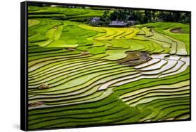 Vietnam . Rice paddies in the highlands of Sapa.-Tom Norring-Framed Stretched Canvas