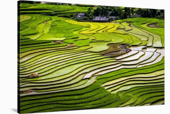 Vietnam . Rice paddies in the highlands of Sapa.-Tom Norring-Stretched Canvas