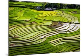 Vietnam . Rice paddies in the highlands of Sapa.-Tom Norring-Mounted Photographic Print