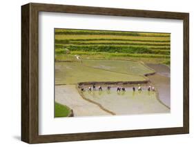 Vietnam . Rice paddies in the highlands of Sapa.-Tom Norring-Framed Photographic Print