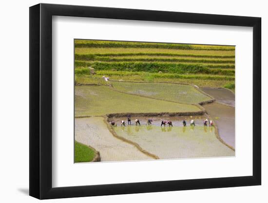 Vietnam . Rice paddies in the highlands of Sapa.-Tom Norring-Framed Photographic Print