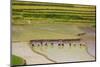 Vietnam . Rice paddies in the highlands of Sapa.-Tom Norring-Mounted Photographic Print