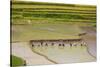 Vietnam . Rice paddies in the highlands of Sapa.-Tom Norring-Stretched Canvas