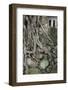 Vietnam. Roots over a Rock Wall, Hon Chen Temple, Hue, Thua Thien?Hue-Kevin Oke-Framed Photographic Print