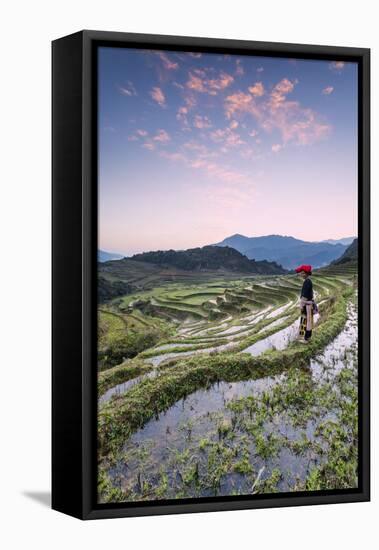 Vietnam, Sapa. Red Dao Woman on Rice Paddies at Sunrise (Mr)-Matteo Colombo-Framed Stretched Canvas