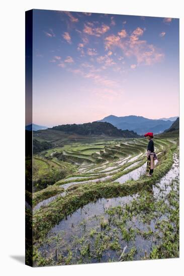 Vietnam, Sapa. Red Dao Woman on Rice Paddies at Sunrise (Mr)-Matteo Colombo-Stretched Canvas