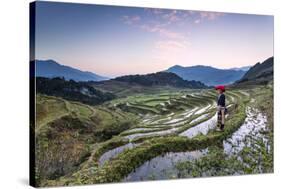 Vietnam, Sapa. Red Dao Woman on Rice Paddies at Sunrise (Mr)-Matteo Colombo-Stretched Canvas