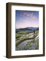 Vietnam, Sapa. Red Dao Woman on Rice Paddies at Sunrise (Mr)-Matteo Colombo-Framed Photographic Print