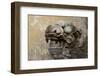 Vietnam. Stone Lion in the Entrance at Citadel, Hue, Thua Thien Hue-Kevin Oke-Framed Photographic Print