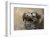 Vietnam. Stone Lion in the Entrance at Citadel, Hue, Thua Thien Hue-Kevin Oke-Framed Photographic Print