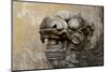 Vietnam. Stone Lion in the Entrance at Citadel, Hue, Thua Thien Hue-Kevin Oke-Mounted Photographic Print