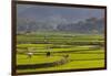 Vietnam, Thuan Chau, Rice Fields-Walter Bibikow-Framed Photographic Print