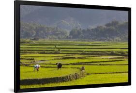 Vietnam, Thuan Chau, Rice Fields-Walter Bibikow-Framed Photographic Print