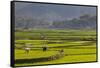 Vietnam, Thuan Chau, Rice Fields-Walter Bibikow-Framed Stretched Canvas