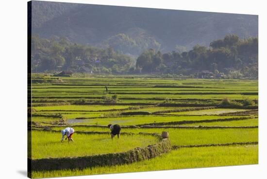 Vietnam, Thuan Chau, Rice Fields-Walter Bibikow-Stretched Canvas