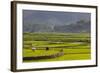 Vietnam, Thuan Chau, Rice Fields-Walter Bibikow-Framed Photographic Print