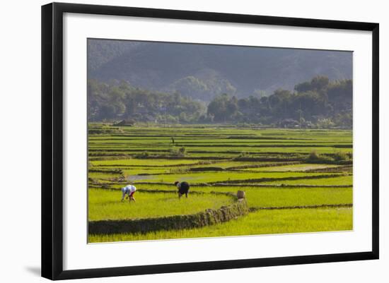 Vietnam, Thuan Chau, Rice Fields-Walter Bibikow-Framed Photographic Print