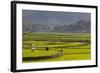 Vietnam, Thuan Chau, Rice Fields-Walter Bibikow-Framed Photographic Print