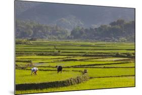 Vietnam, Thuan Chau, Rice Fields-Walter Bibikow-Mounted Photographic Print