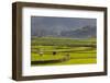 Vietnam, Thuan Chau, Rice Fields-Walter Bibikow-Framed Photographic Print