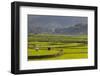 Vietnam, Thuan Chau, Rice Fields-Walter Bibikow-Framed Photographic Print