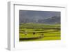 Vietnam, Thuan Chau, Rice Fields-Walter Bibikow-Framed Photographic Print